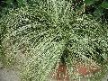 Frosty Curl Sedge / Carex albula 